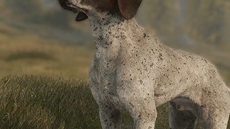 TheHunter: Call of the Wild - German Shorthaired Pointer