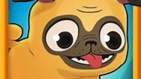 Pug Run