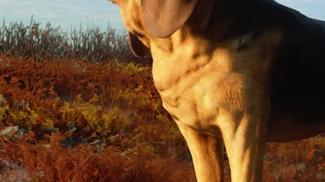 TheHunter: Call of the Wild - Bloodhound