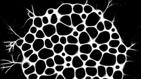 Physarum: Slime Mold Simulator