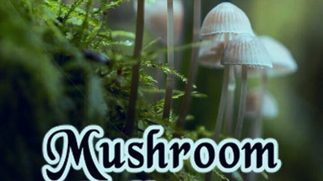 Mushroom Collector Simulator