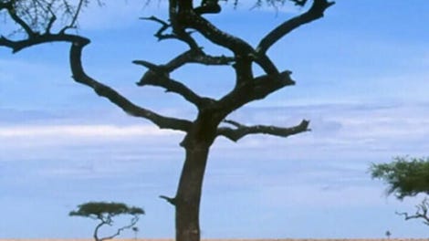 Battle of the Lost Continent