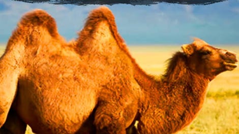 The Camel