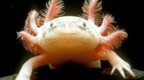 The Axolotl Project