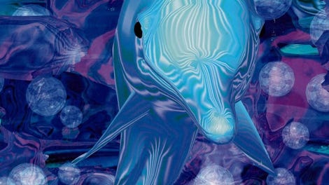 Melon Brains: Exploring The Mind Of The Dolphin