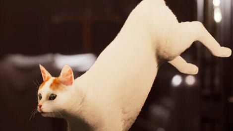 Catfall