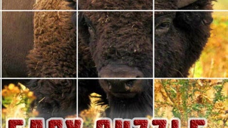 Easy puzzle: Animals 2