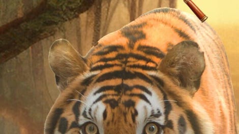 Animal Kingdom 3