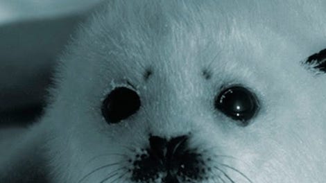 The Seal Hunter
