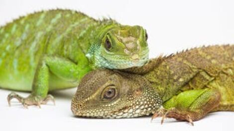 Single Mother Of the Year is This Self-Conceiving Water Dragon