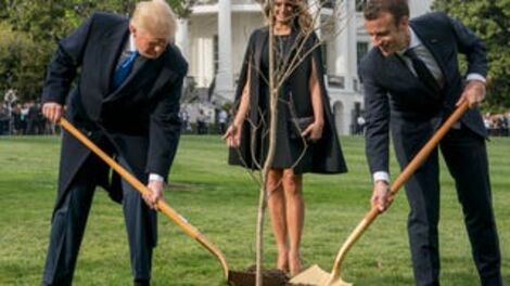 FRIENDSHIP TREE IS DEAD; RIP FRIENDSHIP