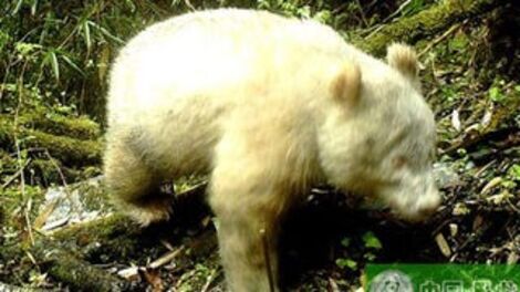 I Regret to Say This All-White Panda Is Not Cute