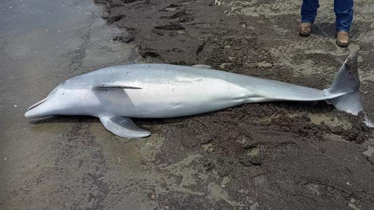 Image for Se ofrece recompensa de $20,000 después de que se encontrara un delfín muerto a tiros en Luisiana
