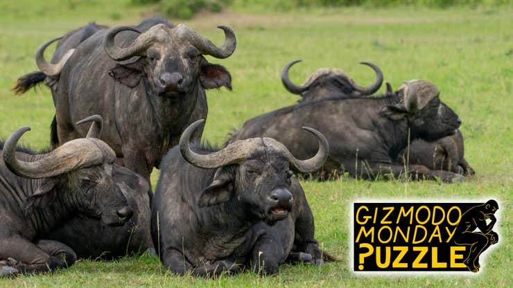 Image for Gizmodo Monday Puzzle: Buffalo buffalo Buffalo buffalo buffalo buffalo Buffalo buffalo