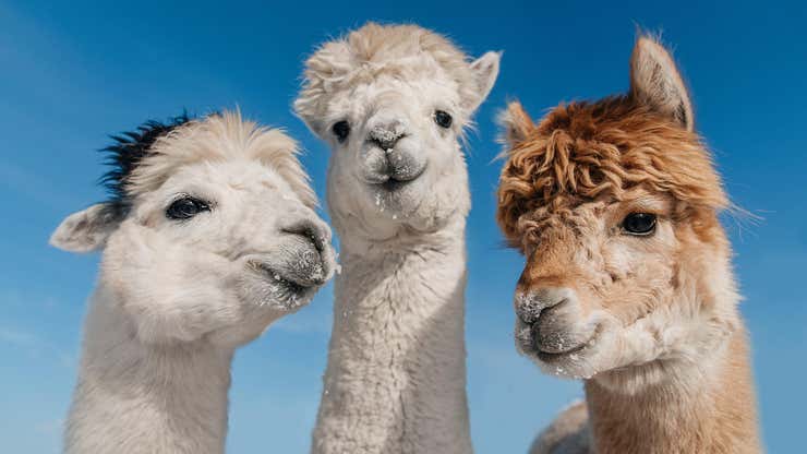 Image for Alpaca Sex Is Even Weirder Than You Think