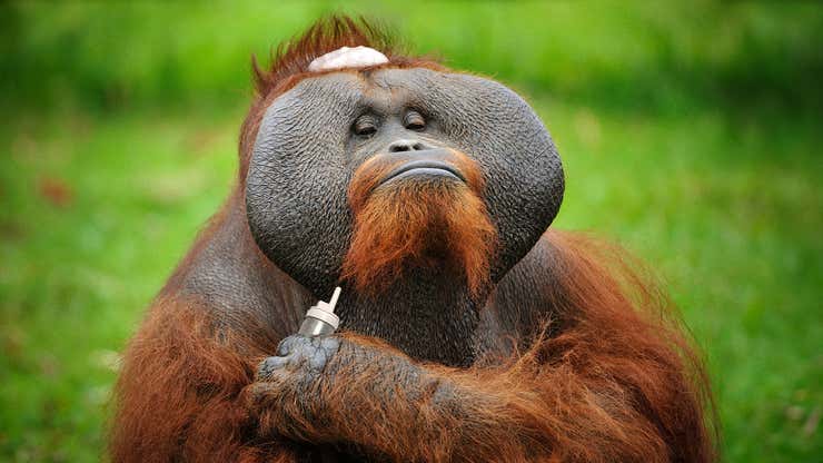 Image for Orangutan Stuns Researchers By Using Rogaine To Fix Bald Spot