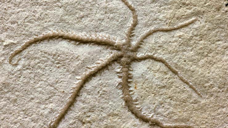 Image for 150-Million-Year-Old Brittle Star Fossilized in the Middle of Cloning Itself