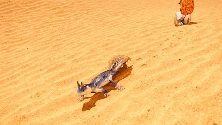 Image for Cómo encontrar y cazar lagartijas de cola de trocha en Monster Hunter Wilds