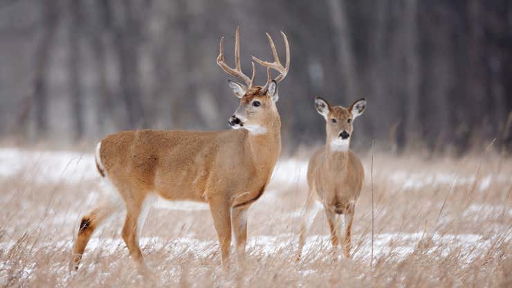 Image for 10 states with the worst deer problems in America