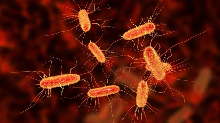 Image for Los científicos descubren que las bacterias peligrosas buscan activamente la sangre humana