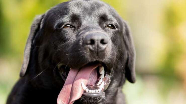 Image for Erect Dog Loving All The Attention