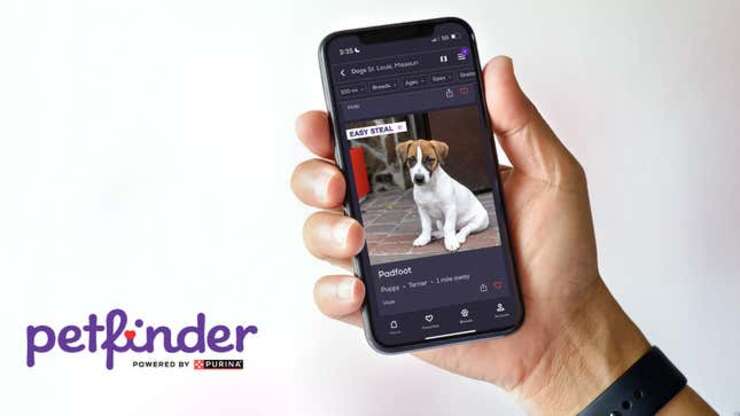 Image for New Petfinder Feature Allows Users To Browse Dogs That Already Have Homes But Would Be Easy To Steal