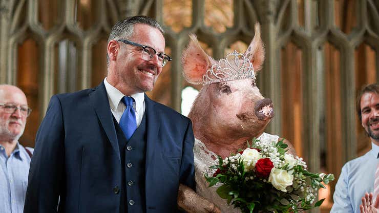 Image for Heart Transplant Recipient Walks Daughter Of Deceased Donor Pig Down Aisle