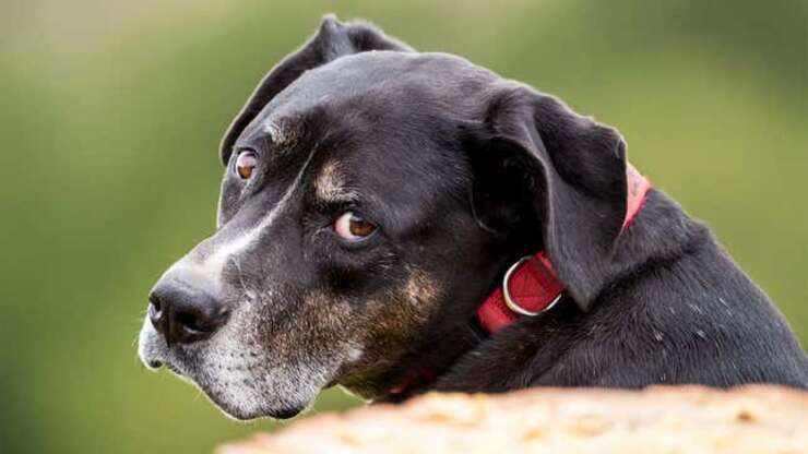 Image for Dog Feels Like Everyone Looking At Him Differently Ever Since He Swallowed Chipmunk Whole