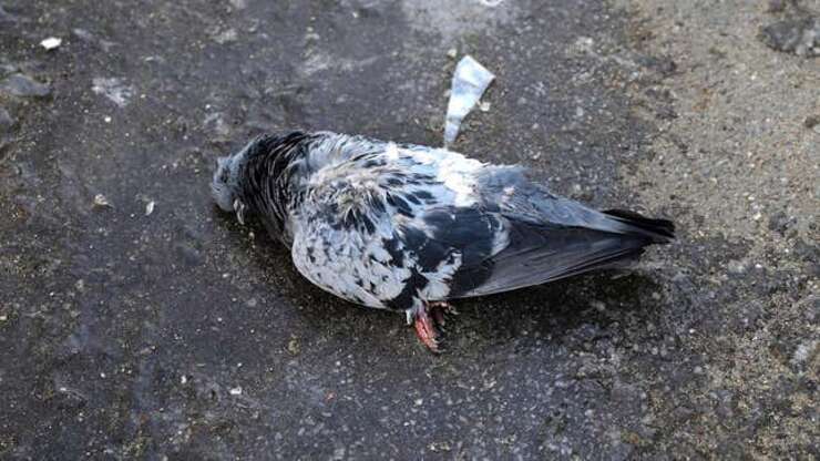 Image for Dead Pigeon At Bus Stop Moved A Little Overnight