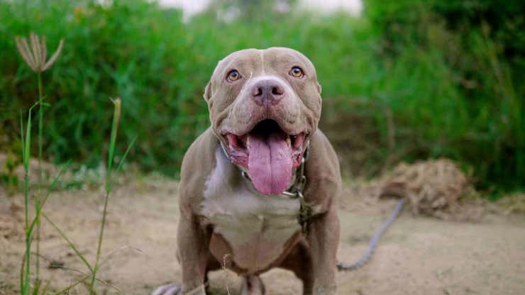 Image for Heroic Pitbull Journeys 2,000 Miles To Attack Owner