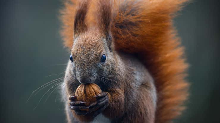 Image for Leprosy in Medieval England Probably Came From Red Squirrels