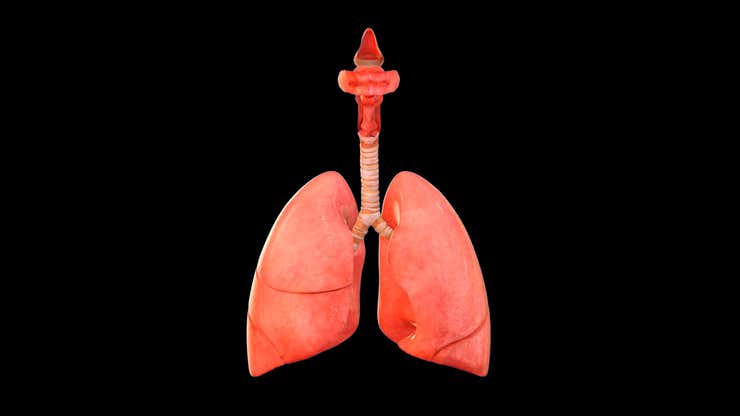 Image for This Is What Happens To Smokers’ Lungs