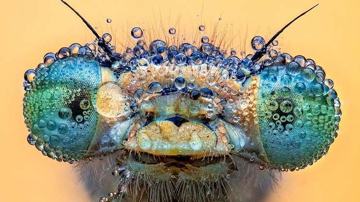 Image for Winning Close-Up Photos Show Life in Sync With Water