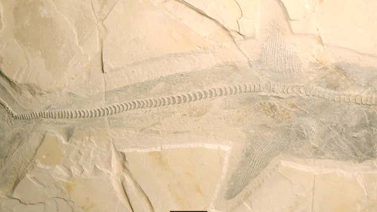 Image for Paleontologists Disagree About What This Exquisite Shark Fossil Actually Is