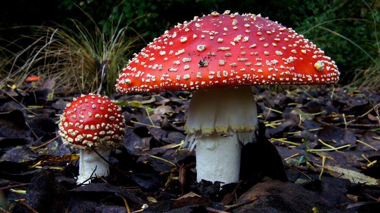 Image for Emerging Psychedelic Mushroom Alternative More Toxic Than Fentanyl, New Research Suggests
