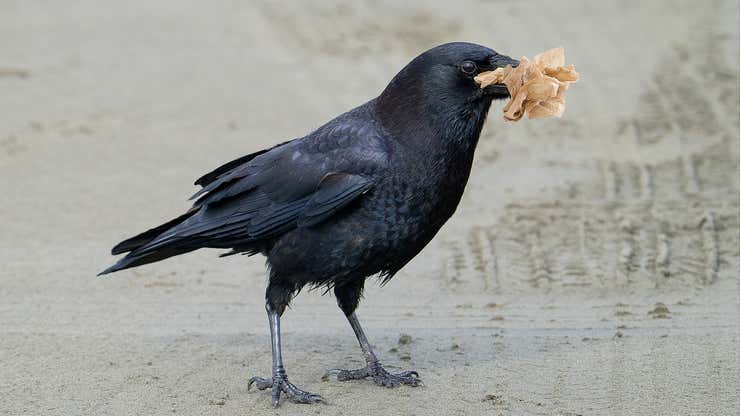 Image for National Park Visitors Treated To Majestic Sight Of Crow Eating Napkin