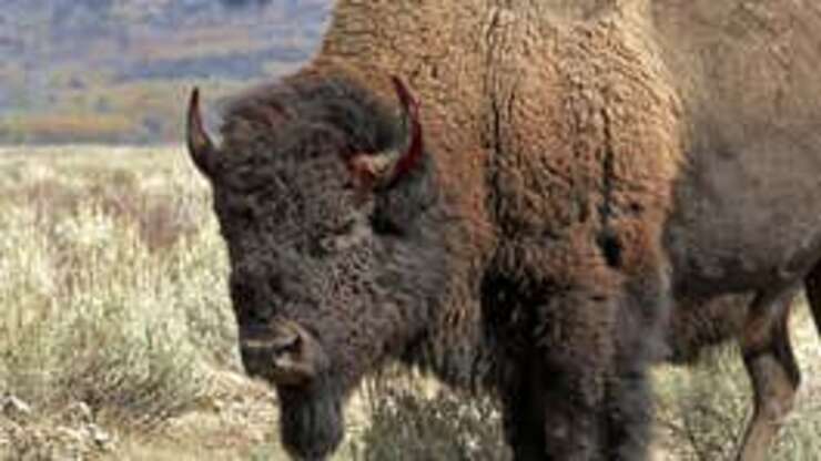 Image for Yellowstone Bison Gores Woman Who Refused To Delete Unflattering Photograph