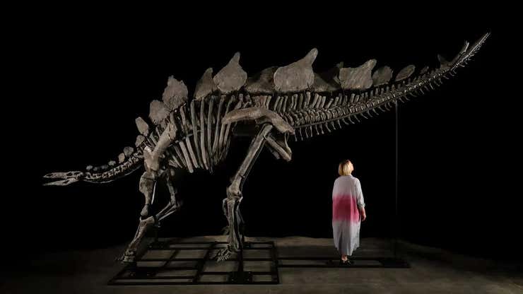 Image for Ken Griffin's $44 million dinosaur is going on public display