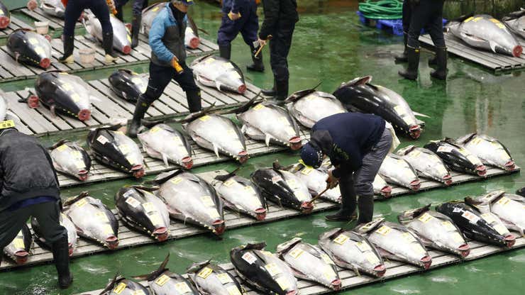 Image for A massive bluefin tuna sold for $1.3 million