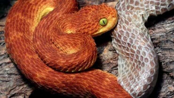 Image for Snake Upset After Going Up A Skin Size