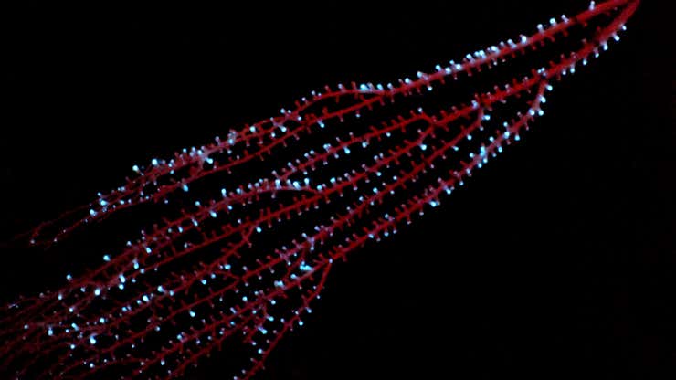 Image for La bioluminiscencia tiene al menos medio billón de años