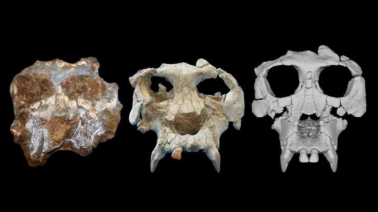 Image for Scientists Reconstruct 12-Million-Year-Old Ape Skull