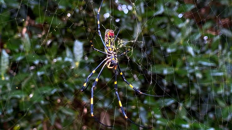 Image for Gigantic Invasive Spiders Set for New York City Debut This Summer