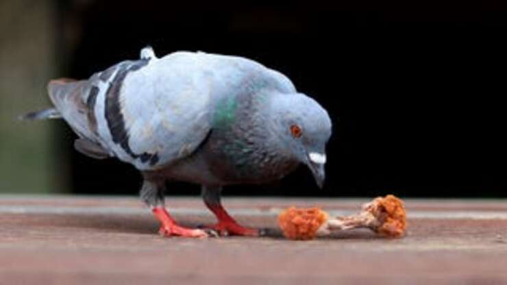 Image for Pigeon Delighting In Eating Chicken Wing Like Sophisticated German Cannibal