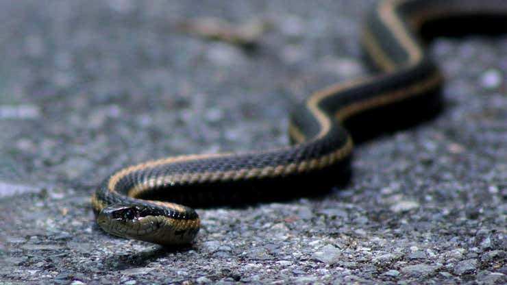 Image for Finding A Snake In Your House: The Kotaku Review