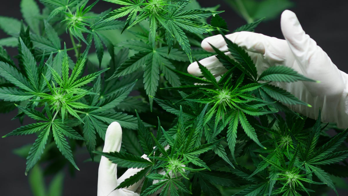 La DEA planea reclasificar el cannabis como menos peligroso