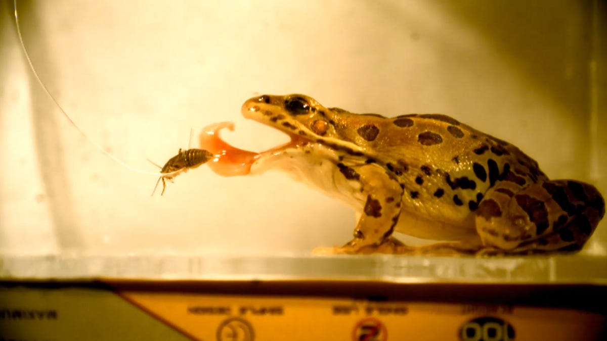 Slow motion footage from Georgia Tech shows how a frog's sticky tongue  helps catch its prey