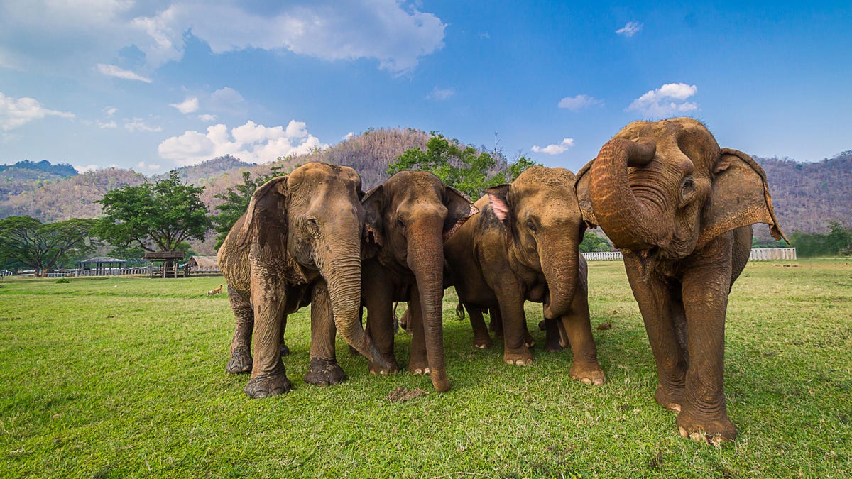 New research solves mysteries about Jumbo the elephant's life and