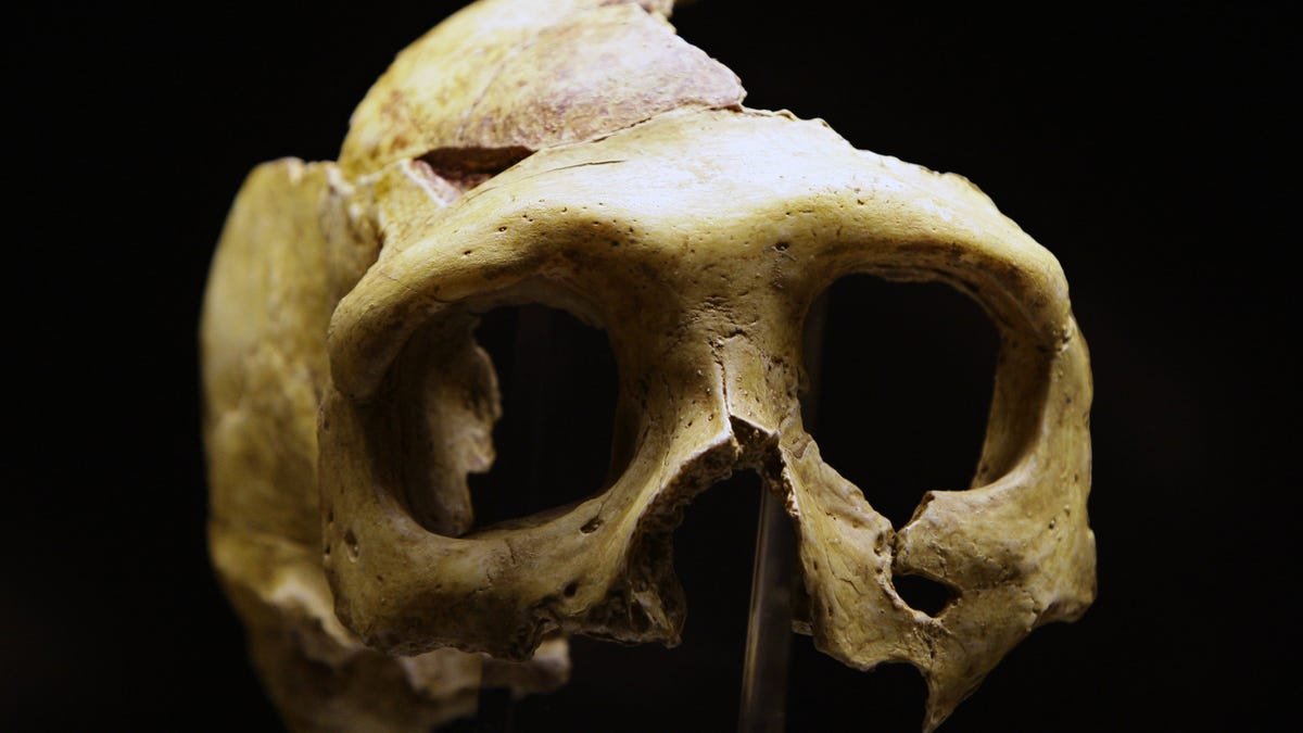 Bone discovery suggests a mysterious ancient species of human lived alongside our ancestors