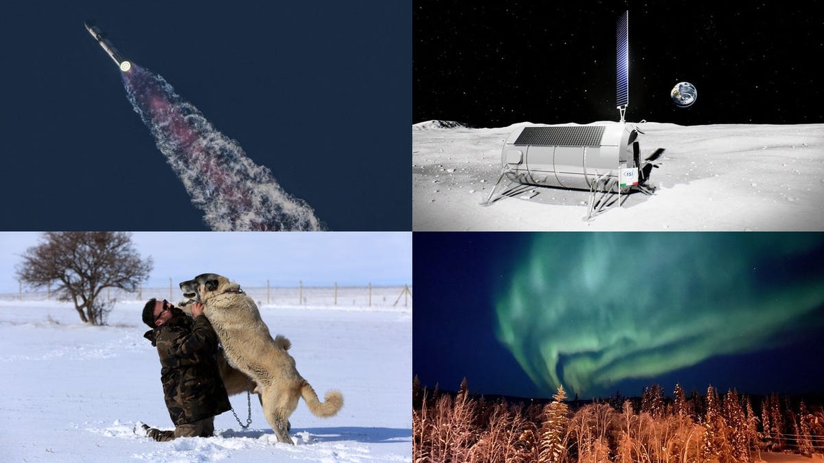 SpaceX Starship Version 2, Life Extension for Dogs, and More Top Science News of the Week
